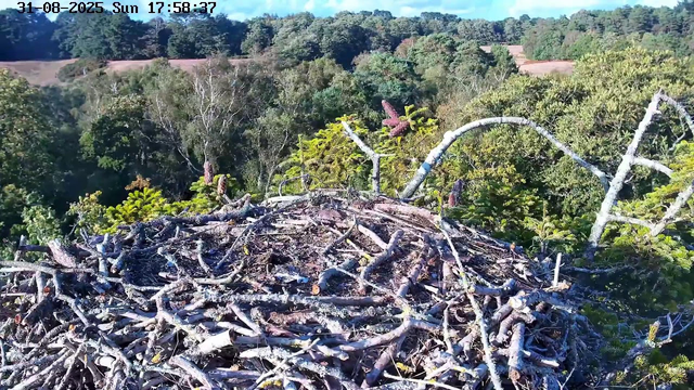 A bird's nest made of twigs and branches is situated among green foliage on a high tree. In the background, a dense forest extends across rolling hills under a partly cloudy sky. The top left corner displays the date "31-08-2025" and the time "17:58:37".
