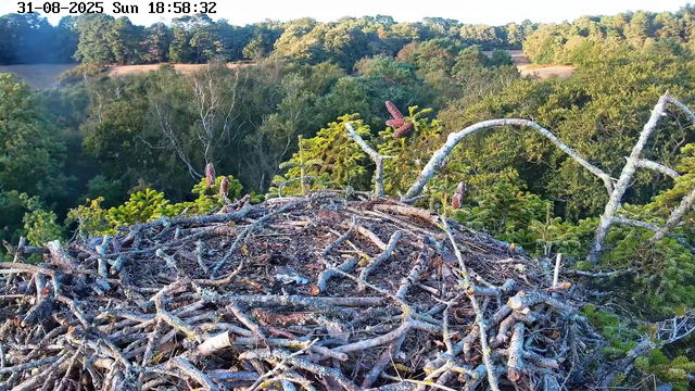 A large bird's nest made of twigs and branches sits at the top of a tree, with green foliage and distant trees in the background. The image is taken from a webcam, with a timestamp in the upper left corner showing "31-08-2025 Sun 18:58:32".