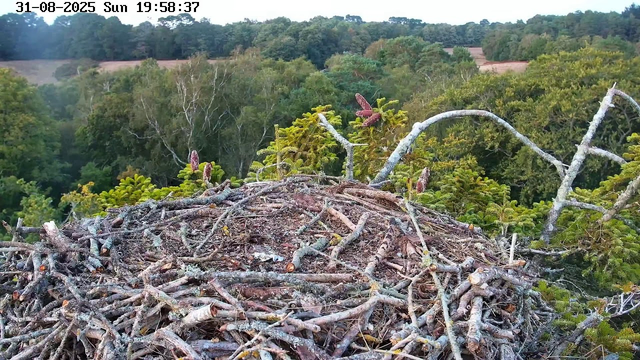 A bird's nest made of twigs and branches is situated high in a tree, with a dense forest of green trees and hills in the background. The image is timestamped August 31, 2025, at 7:58 PM on a Sunday. A small dragonfly is perched on a branch above the nest.