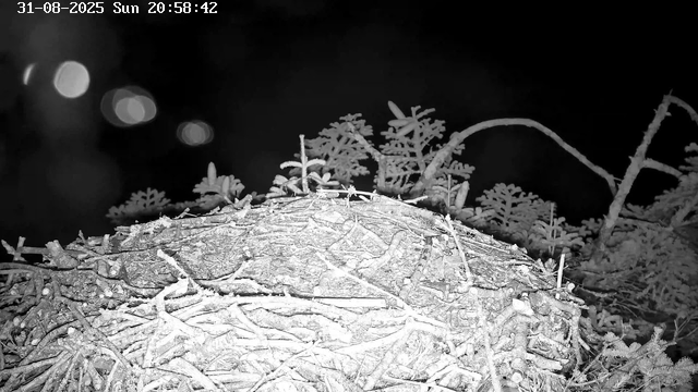 A close-up view of a snow-covered pile of twigs and branches, with a background of small, snow-dusted branches and leaves. The image is in black and white, and the date and time displayed at the top left corner are "31-08-2025 Sun 20:58:42".