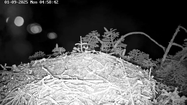 A close-up black-and-white image of a pile of sticks and branches, with some small plants or foliage behind it. The background is dark, and the image appears to be taken at night. The top left corner shows a timestamp displaying "01-09-2025 Mon 04:58:42."