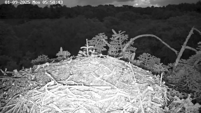 A bird's nest made of twigs and branches is visible in the foreground, illuminated by a camera flash. In the background, there are trees and foliage, with the scene appearing in black and white. The top left corner shows a timestamp with the date "01-09-2025" and the time "05:58:43" on a Monday.