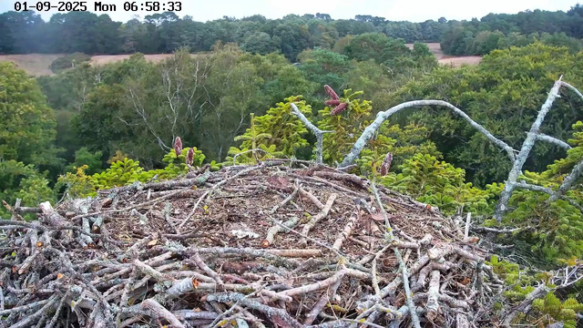 A large bird's nest made of intertwined sticks and twigs is situated high in a tree. Several small, budding pine cones or new growths are visible on the branches around the nest. In the background, a dense forest of green trees stretches across rolling hills under a partly cloudy sky. The timestamp at the top indicates the date as January 9, 2025, and the time as 6:58 AM.