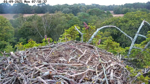A bird's nest made of twigs and branches is positioned in the top of a tall tree, surrounded by dense green foliage. In the background, there are rolling hills covered with trees and open fields. The time stamp at the top left indicates the date as January 9th, 2025, and the time as 07:58:37.