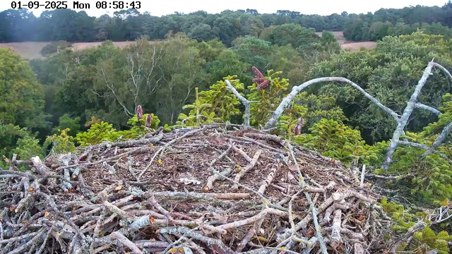 A bird's nest made of twigs and branches is situated on top of a tree. Surrounding the nest are small green coniferous branches and budding pine cones. In the background, there is a dense green forest with various trees under a clear sky. The timestamp on the image reads "01-09-2025 Mon 08:58:43."