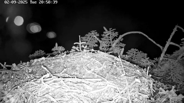 A close-up of a tree trunk and branches covered in frost or snow, with small pine or fir tree needles visible in the background. The image is in black and white, taken at night, with a timestamp in the top left corner.