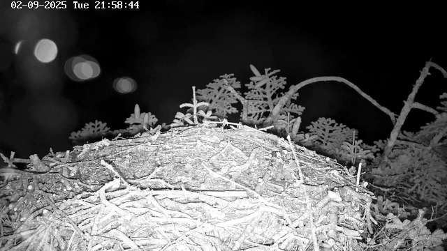A close-up view of snow-covered branches and twigs, with a thick layer of frost on the wood. In the background, there are out-of-focus circular light spots against a dark night sky. The timestamp at the top indicates the date as February 9, 2025, and the time as 21:58:44, on a Tuesday.