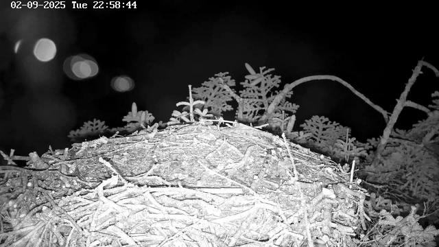 A close-up of a fallen tree branch covered in frost, with small delicate leaves and twigs extending from it. The background is dark with a few blurred circular lights. The top left corner displays a timestamp and date, indicating it was taken on February 9, 2025, at 22:58:44.