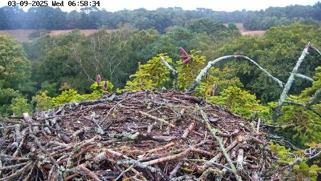 A close-up view of a bird's nest made of sticks and twigs, situated among green tree branches. In the background, there is a dense forest with various types of trees extending to the horizon. The image shows the early morning light, with the timestamp indicating it's around 6:58 AM on September 3, 2025.