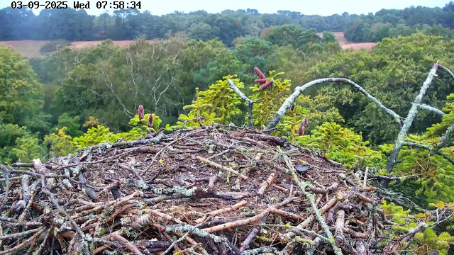 A bird's nest made of twigs and branches is situated at the top of a tree, surrounded by lush green foliage. In the background, there is a dense forest with a variety of trees extending across rolling hills, and the sky is overcast. The image is timestamped "03-09-2025 Wed 07:58:34" at the top left corner.
