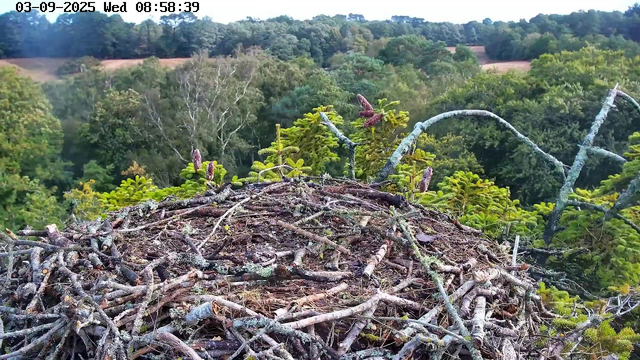 A bird's nest made of small twigs and branches is situated high in a tree, with a forest of green trees stretching into the distance. The image includes a timestamp in the top left corner, indicating it was taken on September 3, 2025, at 8:58 AM.