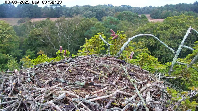 A bird's nest made of twigs and branches is situated in the top of a tree, with lush green forest foliage in the background. The image also displays a time and date stamp at the top left corner, indicating "03-09-2025 Wed 09:58:39".