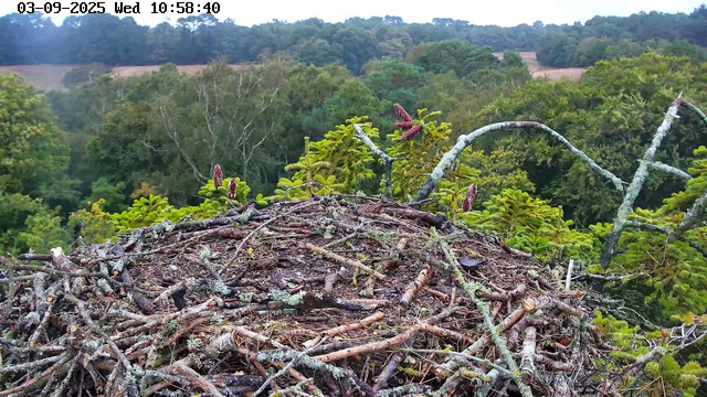 A bird's nest made of twigs and small branches is situated atop a tree. Surrounding the nest are lush green foliage and pine needles. In the background, there is a dense forest with a variety of trees, and a hilly landscape under a cloudy sky. The timestamp on the image indicates the date as September 3, 2025, and the time as 10:58:40 on a Wednesday.