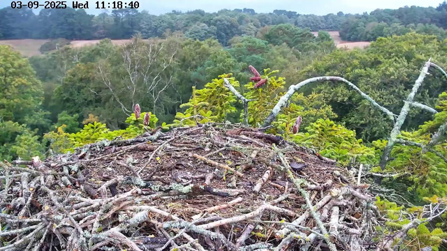 A view of a large bird's nest made of twigs and branches on top of a tree in a lush green forest. In the background, there are dense trees and rolling hills under a clear sky. The image is captured by a webcam with the date and time displayed at the top left corner.